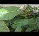 Philodendron giganteum
